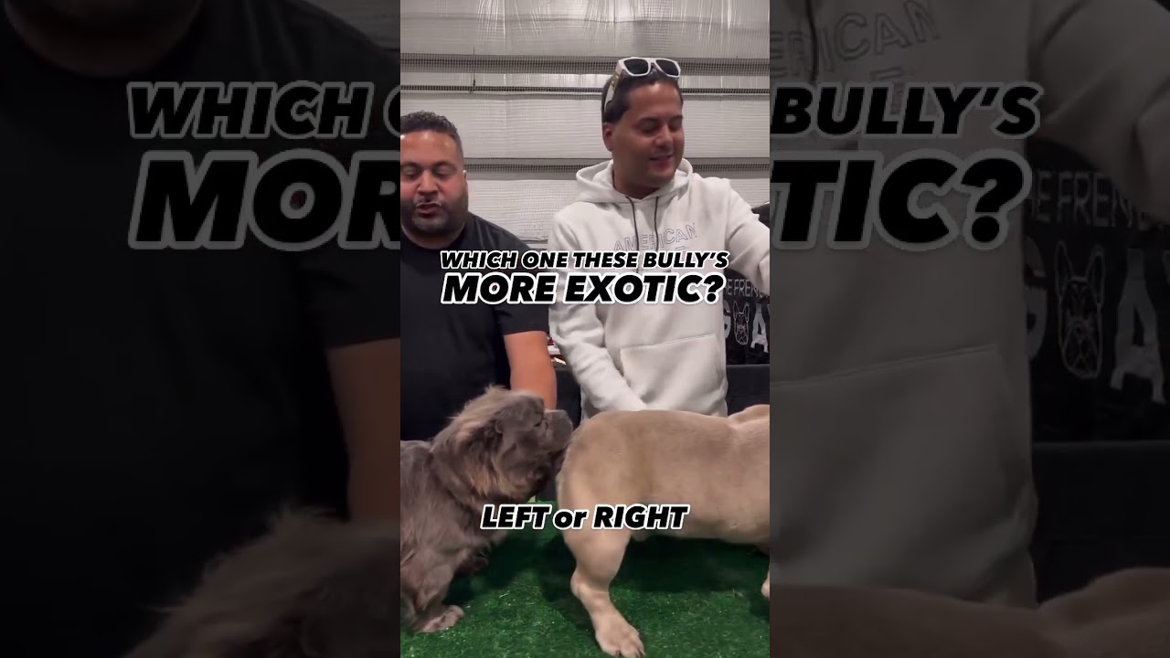 Fight almost breakout at Bully Dog Show..