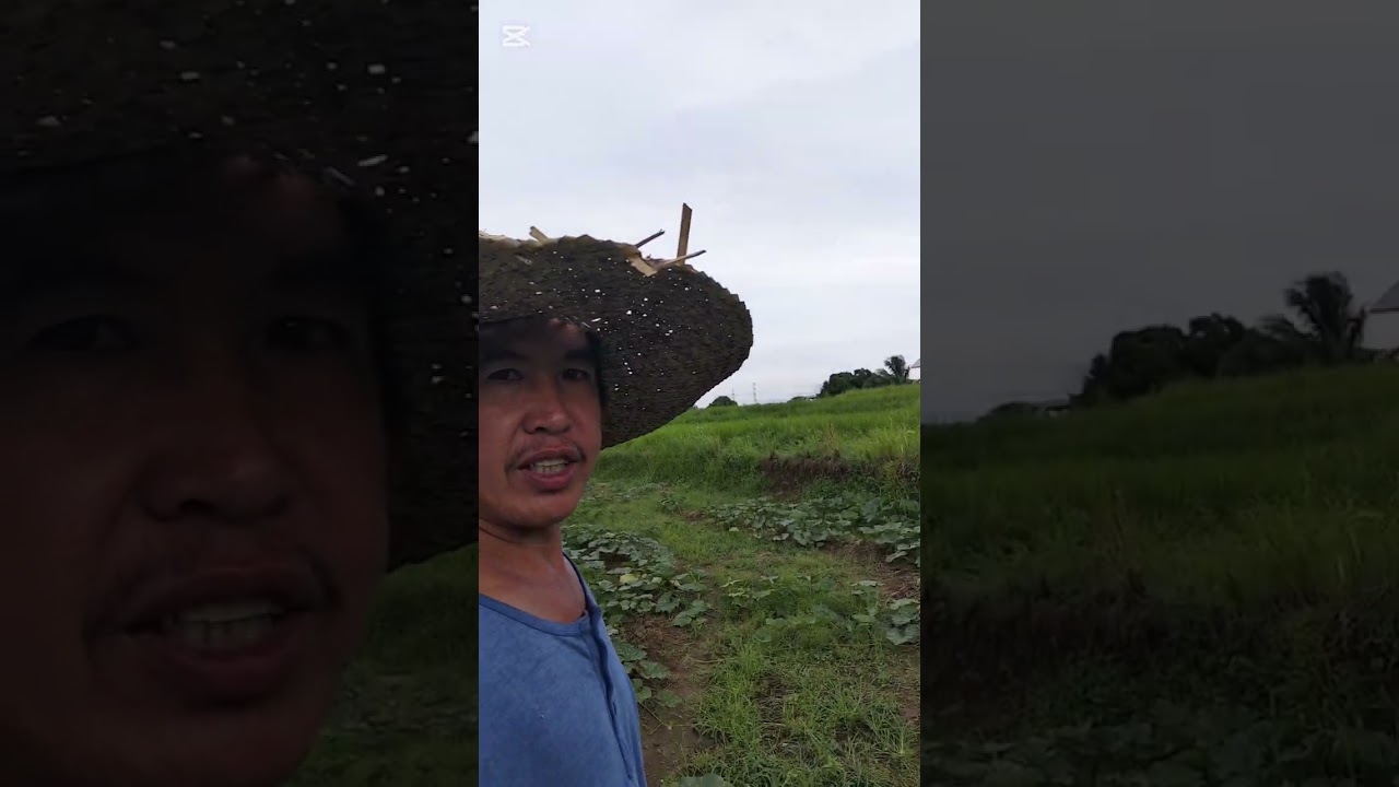 mga tips at paraan sa Pag aalaga ng kalabasa upang dumami ang bunga