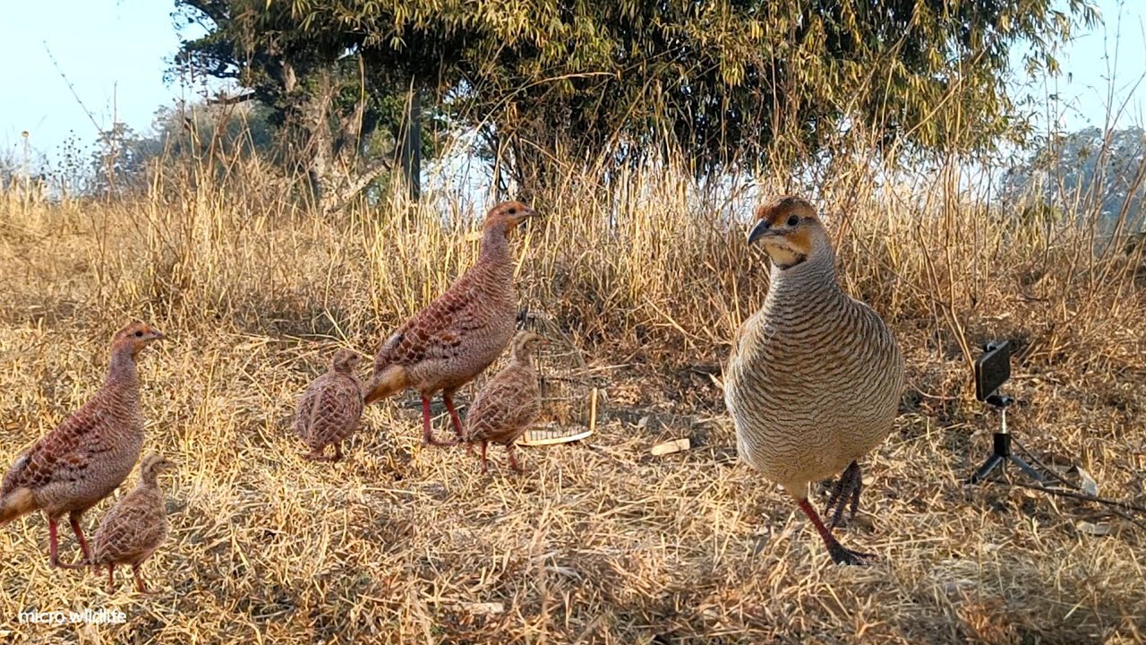 Jungle Teetar voice grey hunting sound partridge shikar mada titeer shikar karne ka awaaj no1 voice 