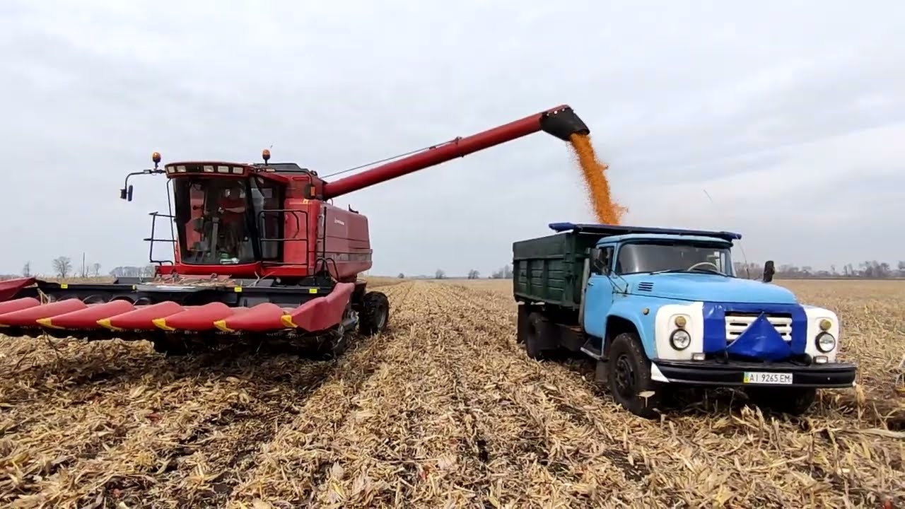 ❗Кейс 2388 З'ЇВ  КУКУРУДЗУ💲 МІФИ РОЗВІЯНО 🔞 Сезон кукурудзи 2022🌽 Майже останній збір Кукурудзи 👍