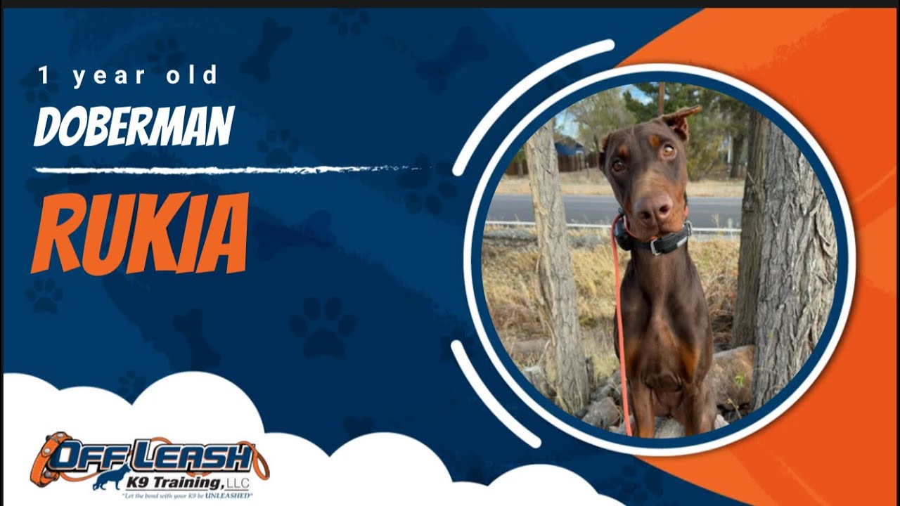 Doberman 🐾Loose Leash Training | Best Dog Trainer | Reno, NV🐾