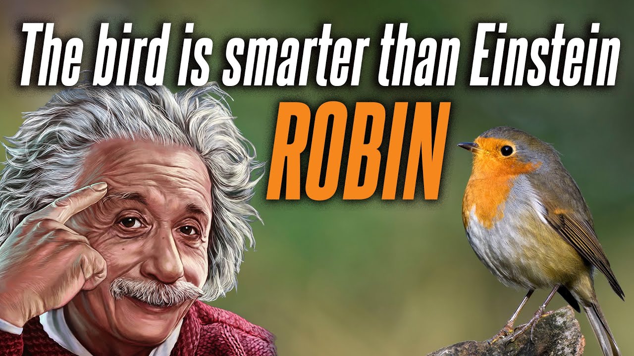 Quantum knowing bird, Migratory birds and the Magnetosphere