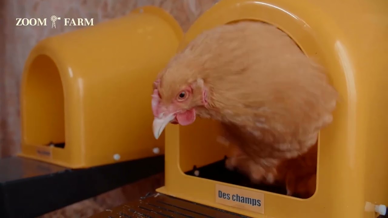 Chicken Nesting Box Roll Away Egg Nest Box Chicken Laying Box Hens