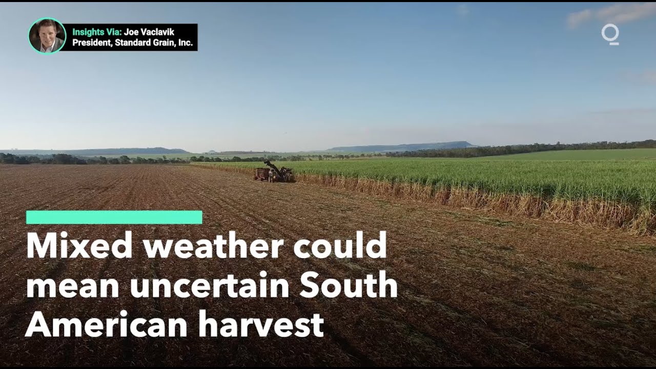 Rain And Drought Alike Are Complicating South American Crop Yields