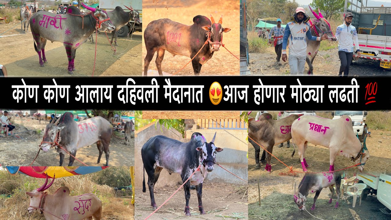 मथुर १००१ शर्यत जमली कोण कोण आलाय दहिवली मैदानात 😍आज होणार मोठ्या लढती 💯