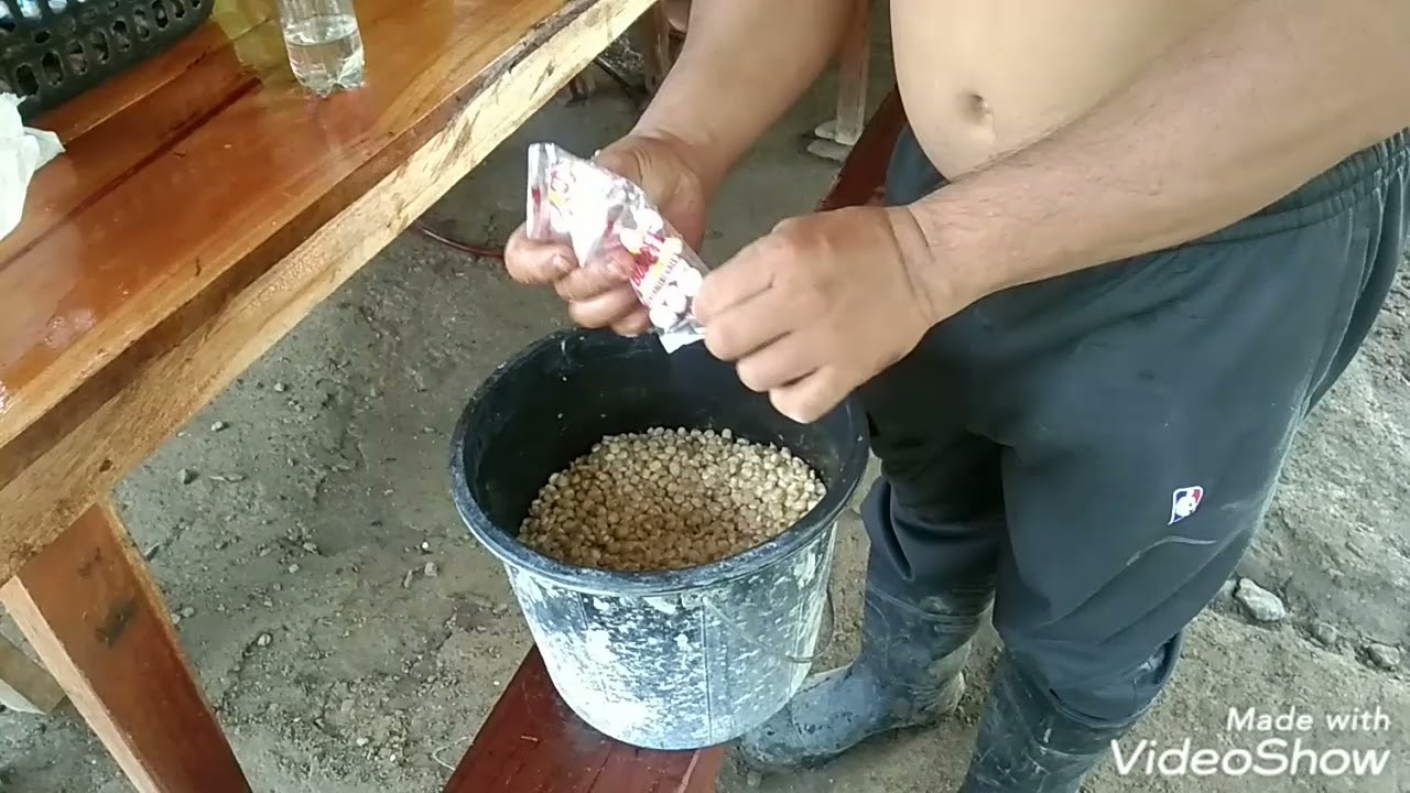 PREPARATION NG BINHI NG MAIS