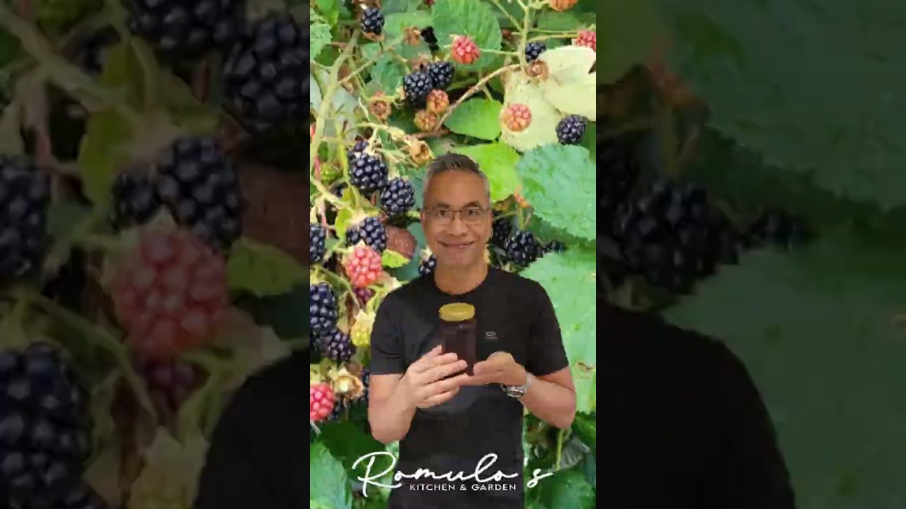 Make Perfect Raspberry Jam in 30 Minutes Guaranteed Success!