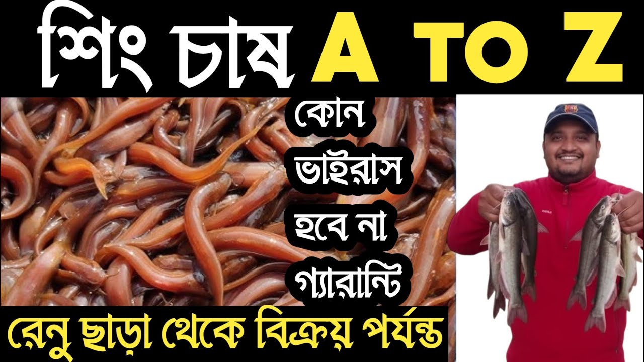 শিং মাছের পরিচর্যা A to Z || রেনু ছাড়া থেকে শুরু করে বিক্রয় পর্যন্ত| catfish farming / বংশীএগ্রো 