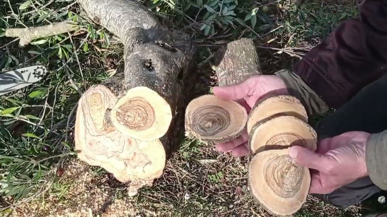 Poda de OLIVOS. Mejorando relación hoja madera.