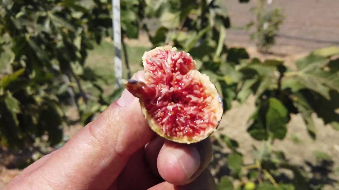 Sao Miguel Roxo Fig   Name Confusion