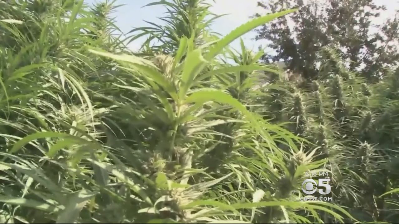 Santa Rosa Making It Safer For Medical Marijuana Businesses To Operate