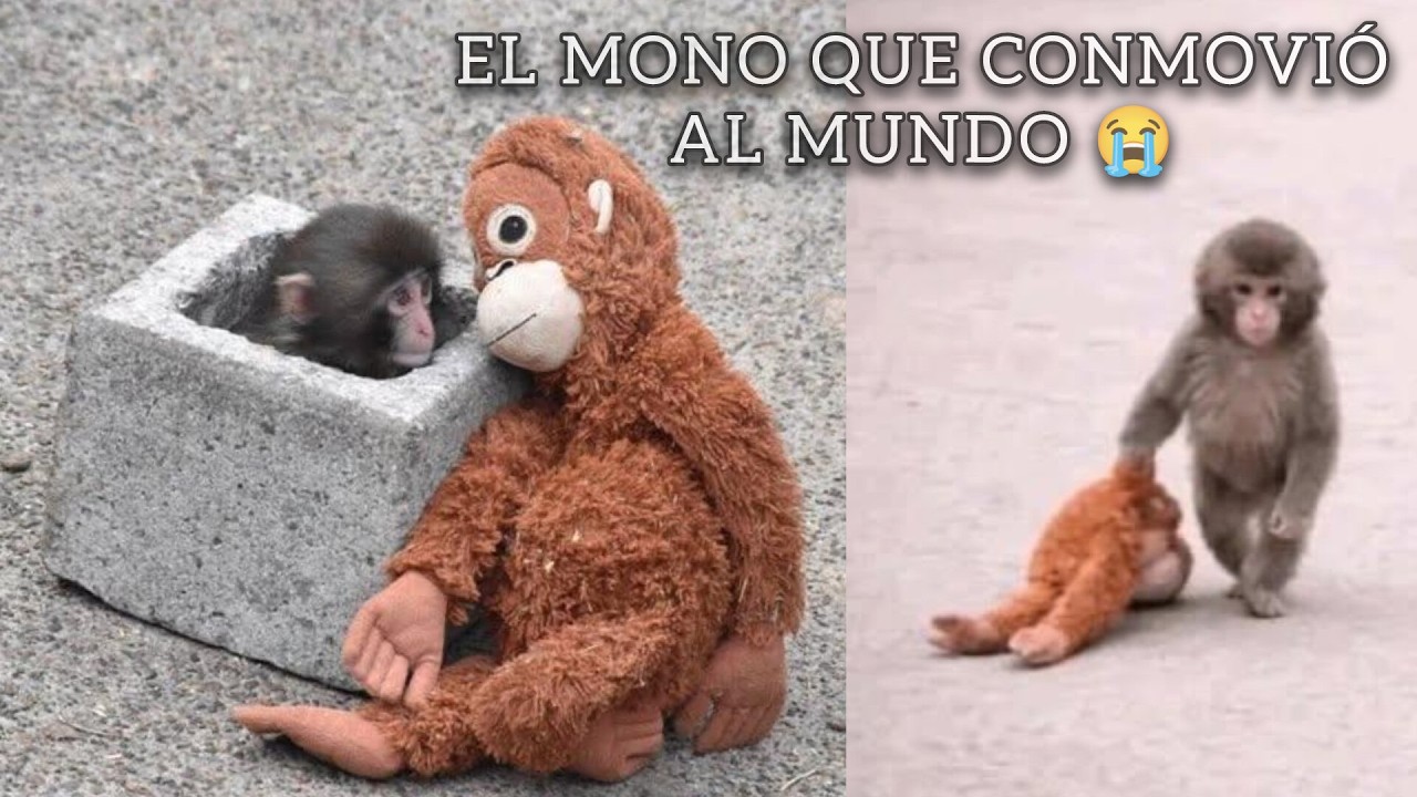 PUNCH (EL MONITO QUE FUE RECHAZADO POR SU MAMÁ 😭🐒) #punch  #viral #sad #punchviral