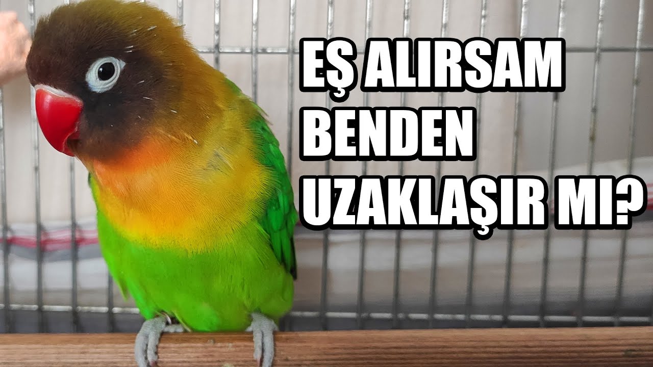 Kuşuma Eş Almalı Mıyım?  Eş Alırsam Benden Uzaklaşır Mı? Yeni Getirilen Papağan Nasıl Alıştırılır?