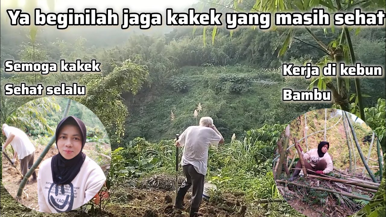 KERJA DI KEBUN BAMBU‼️YA BEGINILAH JAGA KAKEK YANG MASIH SEHAT 
