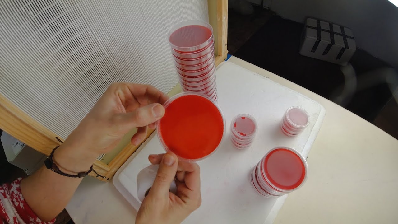 Jak przygotować agar do uprawy grzyb&oacute;w w warunkach domowych (szalki Petriego oraz pre-pour)