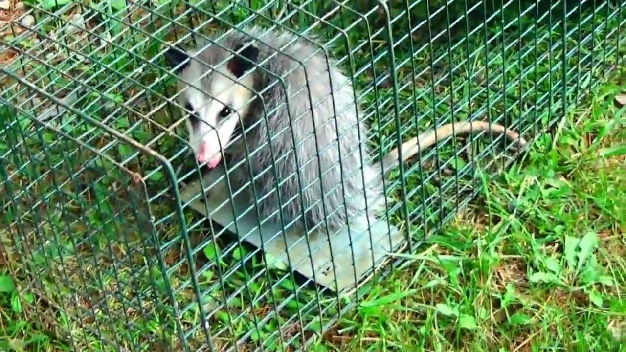 CATCHING AND RELEASE! Baby Possum release back into the Woods!