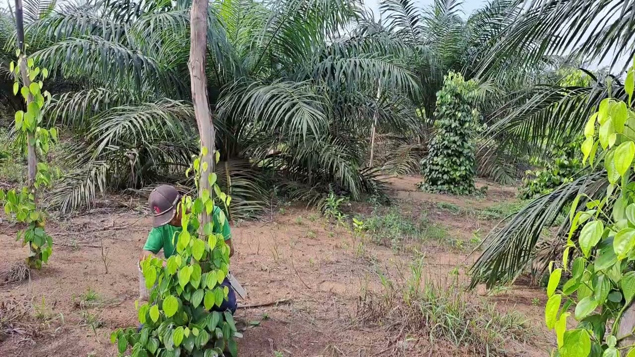 Perawatan (mengikat sulur) lada atau sahang bangka. #petani #lada#sahang #bangkabelitungisland