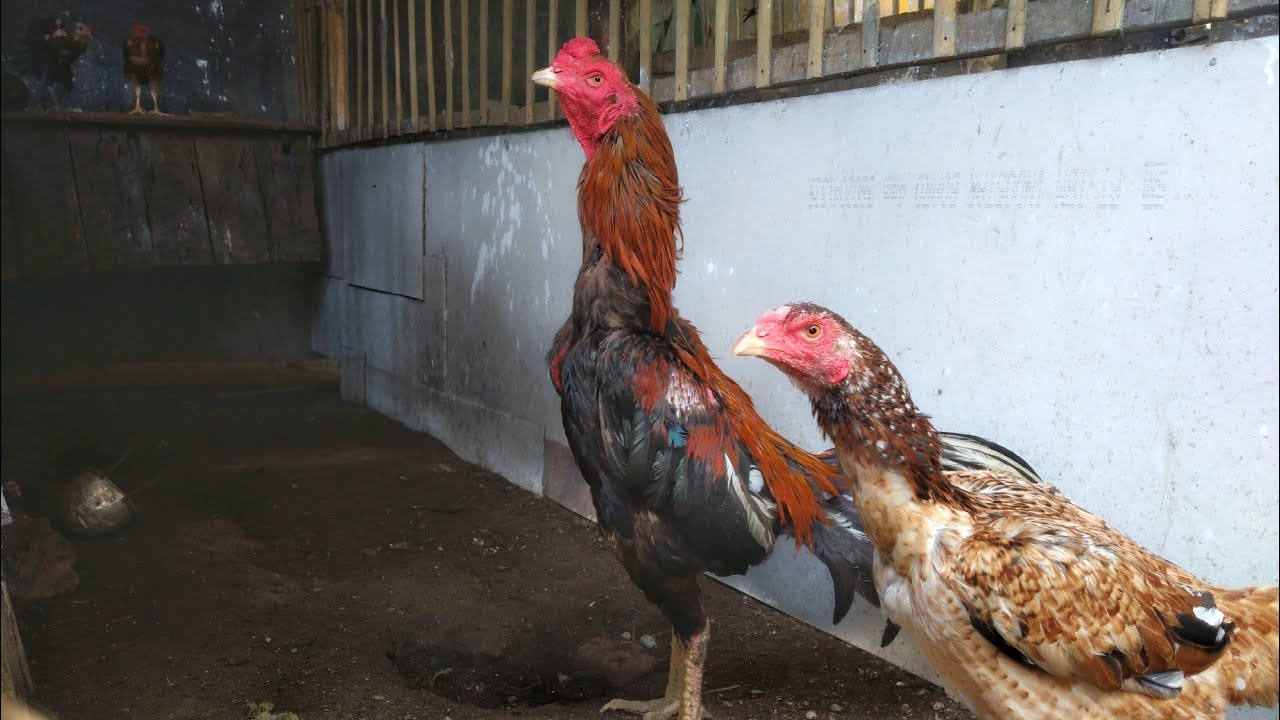 Tips simpel !!!! Cara agar ayam dara cepat bertelur