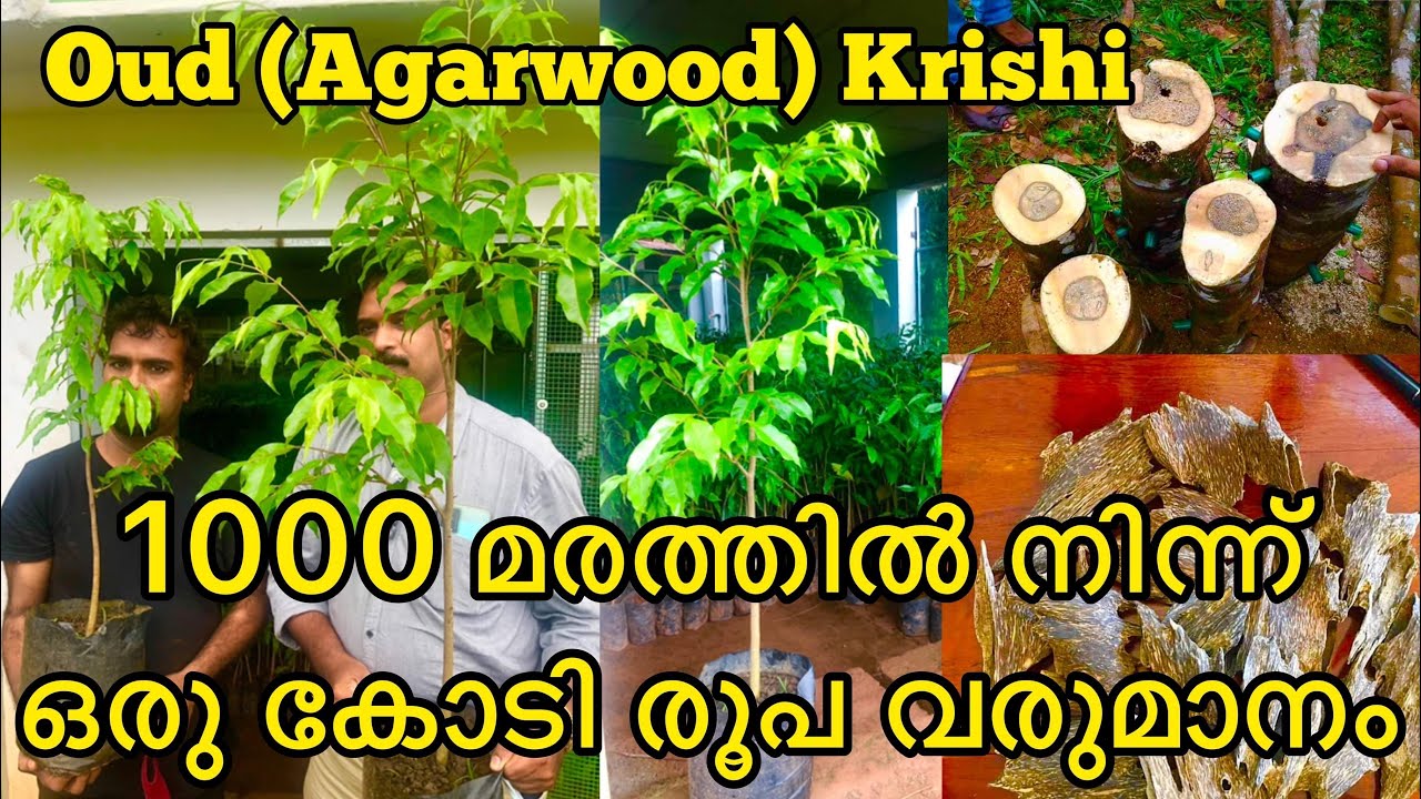 Oud & Agarwood Plants for Sale | 1000 ഊദ് മരത്തിൽ നിന്ന് 1 കോടി രൂപ വരുമാനം