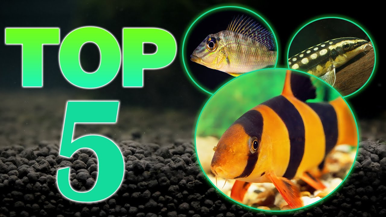 Top 5 Bottom Aquarium Fish