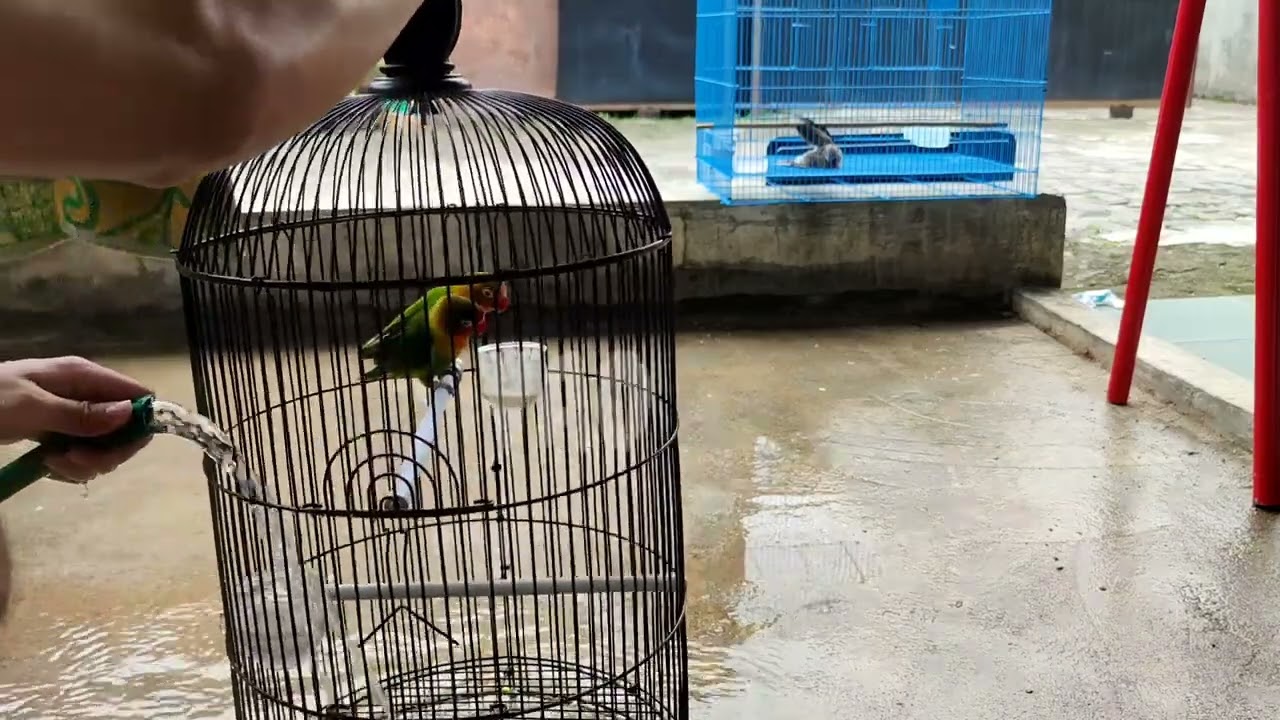 VLOG GABUT WAKTU LIBURAN | BERSIH BERSIH DAN MANDIIN BURUNG LOVE BIRDS