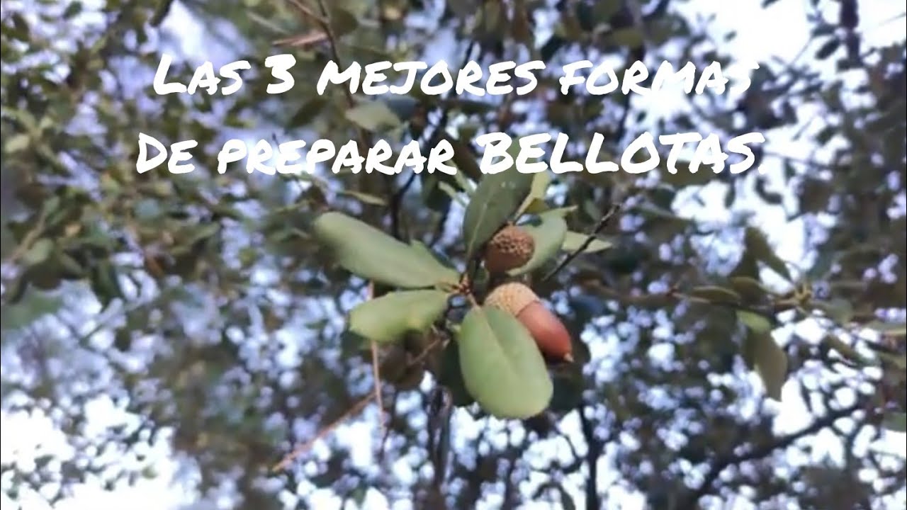 Las 3 formas mas sencillas 🥣 de preparar BELLOTAS 🌰🌰🌰