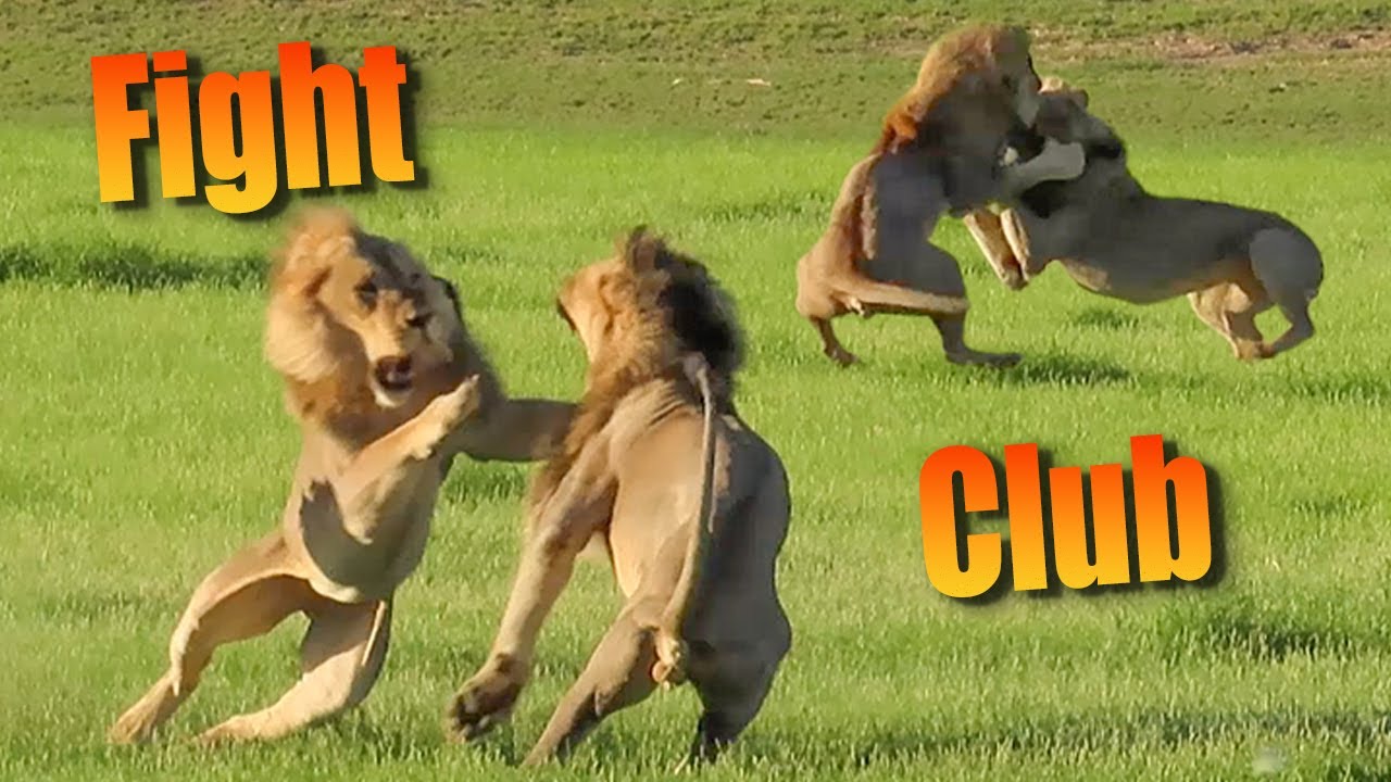Most insane lion fight EVER! 4 Males fight over lioness