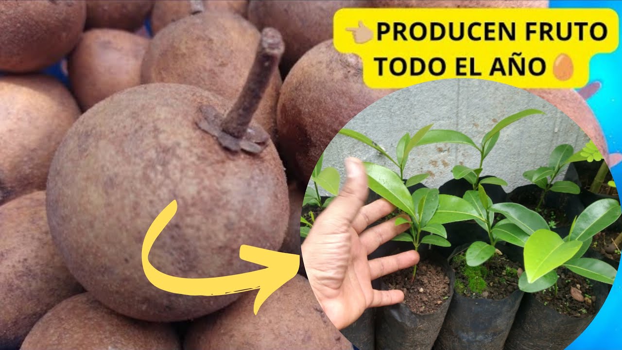 COMO GERMINAR ARBOL DE CHICOZAPOTE - NÍSPERO // FÁCIL ✅
