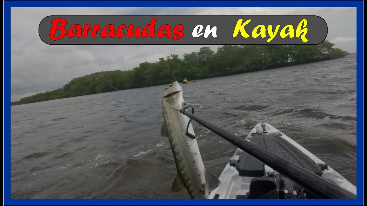 Pesca de barracudas en Homestead Bayfront Park