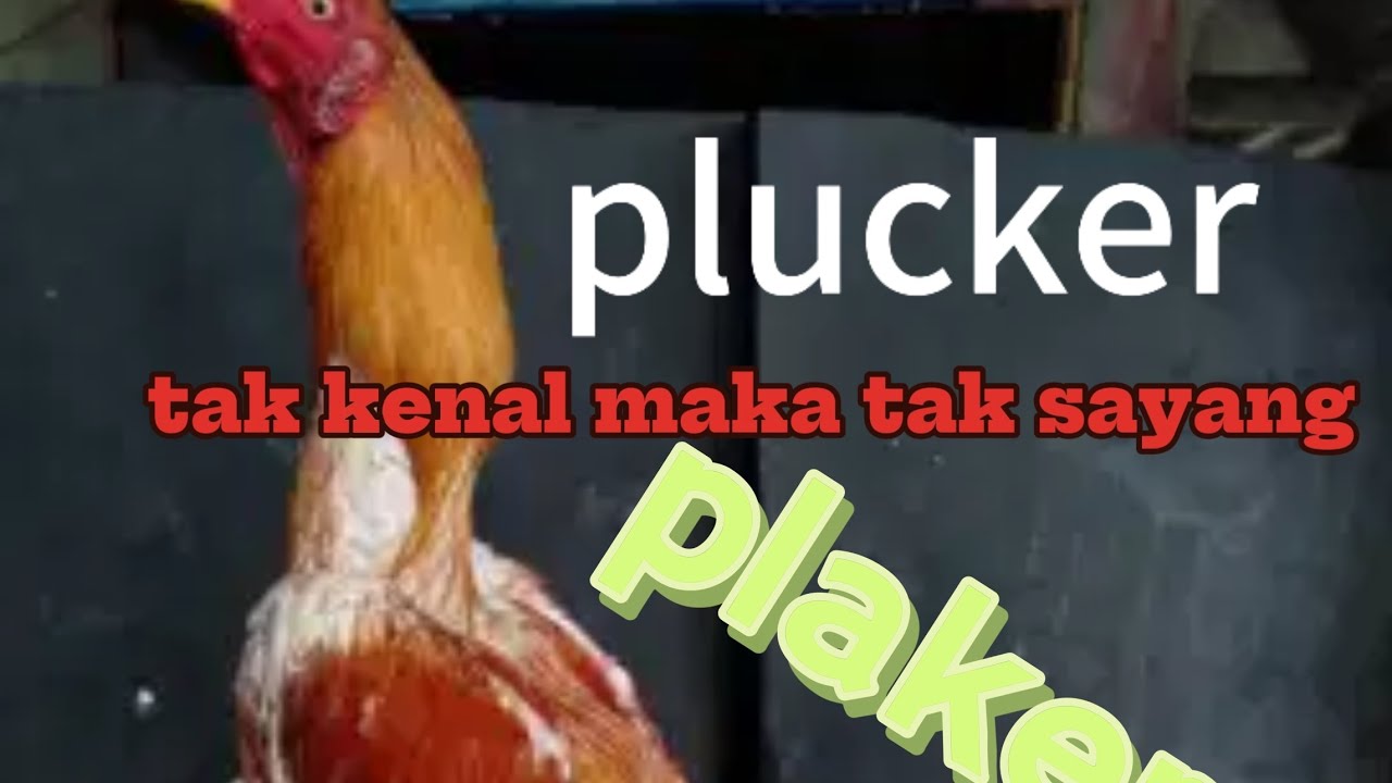 Ayam plucker super speed ⁉️⁉️