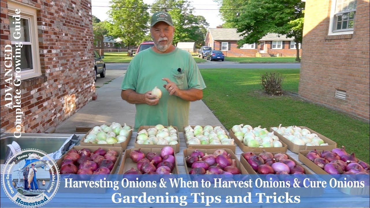 How to Harvest Onions & When Ready to Harvest and Cure Onions
