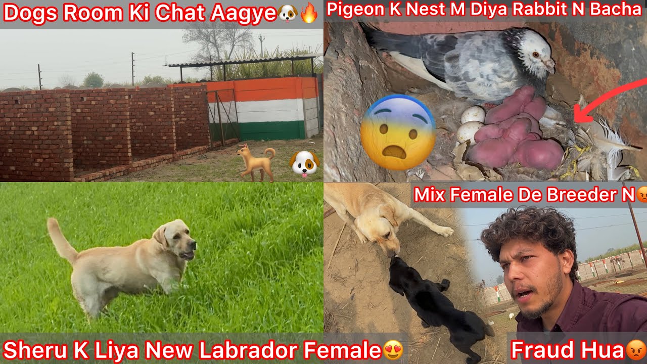 Mix Labrador Female Bhej De Breeder N🐶Fraud Hua😡|| Rabbit K Baby Pigeon Nest Mai Mila😍Newborn Baby🐇 