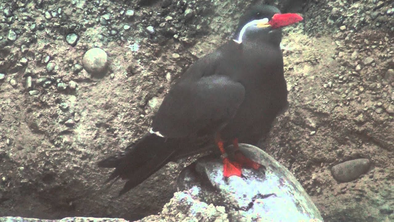 Inca Tern (Larosterna inca) bird - very close up