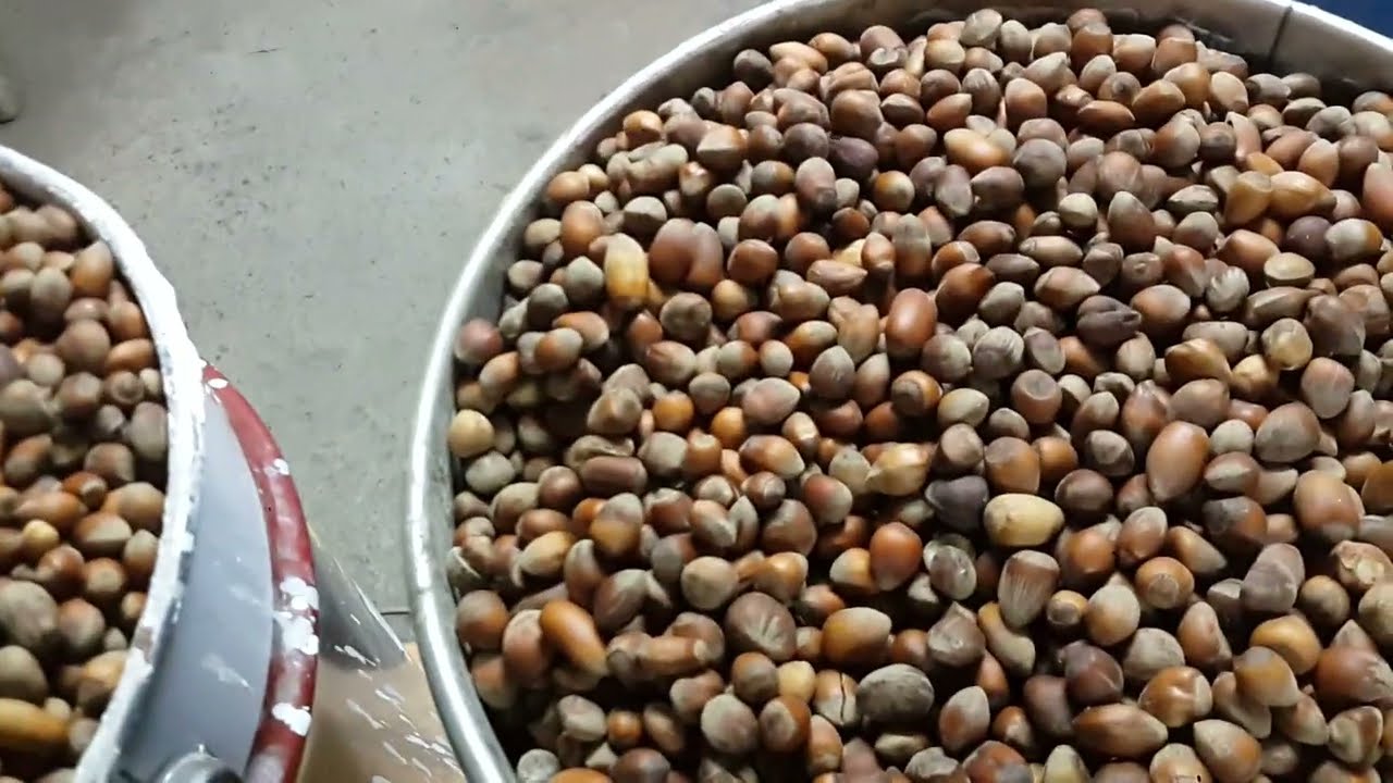 Pikola Fındık Kırma  Fabrikası. Mini Fabrika. Nut-Picola Cracker Mini Factory CALIBRATE AND CRACKING