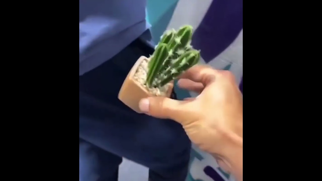 Pocket cactus prank