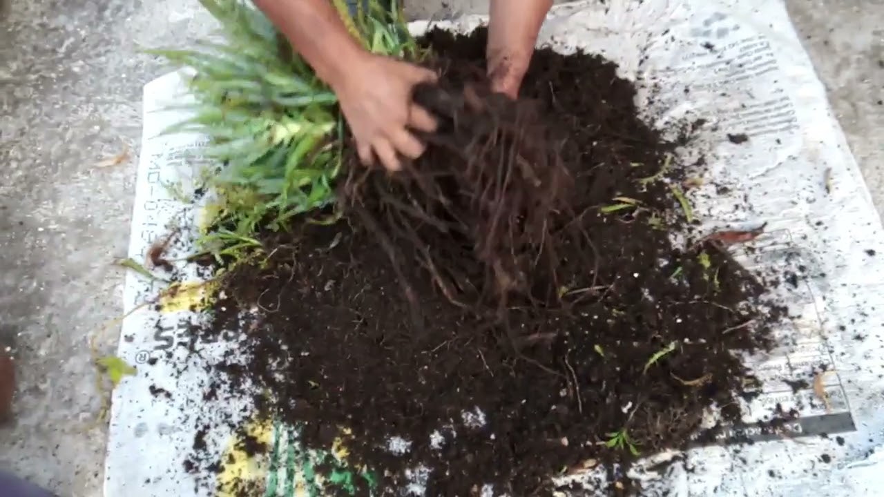 ALOE VERA  arborescens