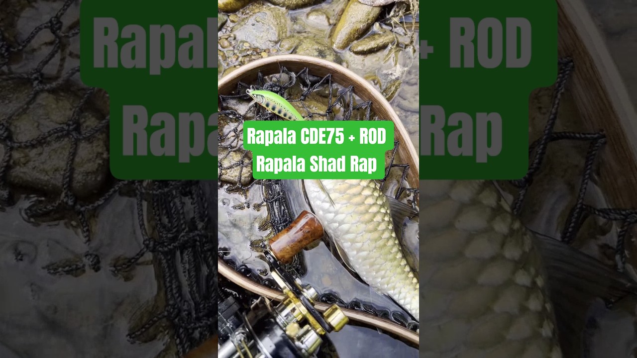 Rapala Lure CDE75 + Rod Rapala Shad Rap #fishing