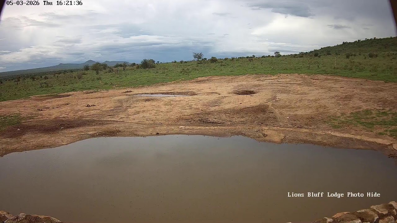 Lions Bluff Lodge Photo Hide - Live Stream