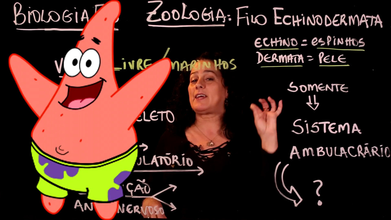 Aula 60 REINO ANIMAL Filo Echinodermata ou Equinodermos - Aulas ENEM