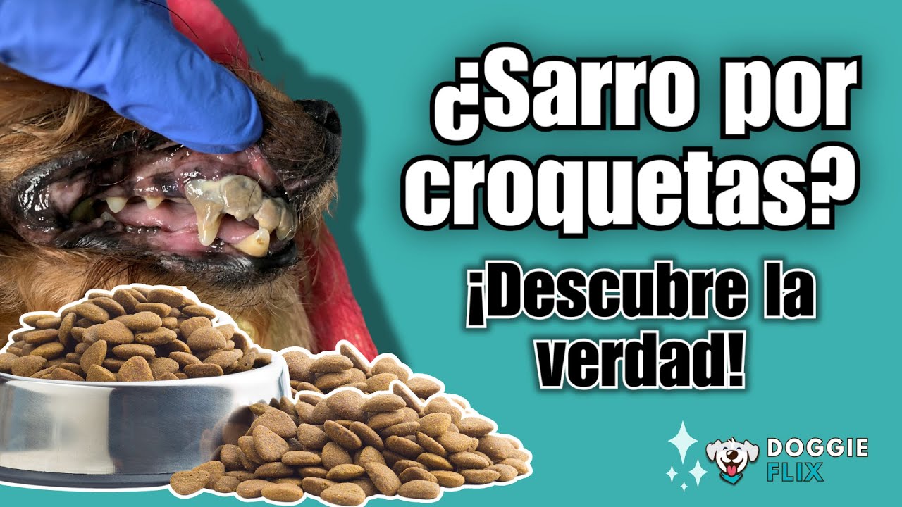 El mito del sarro: ¿Las croquetas son malas para los dientes?