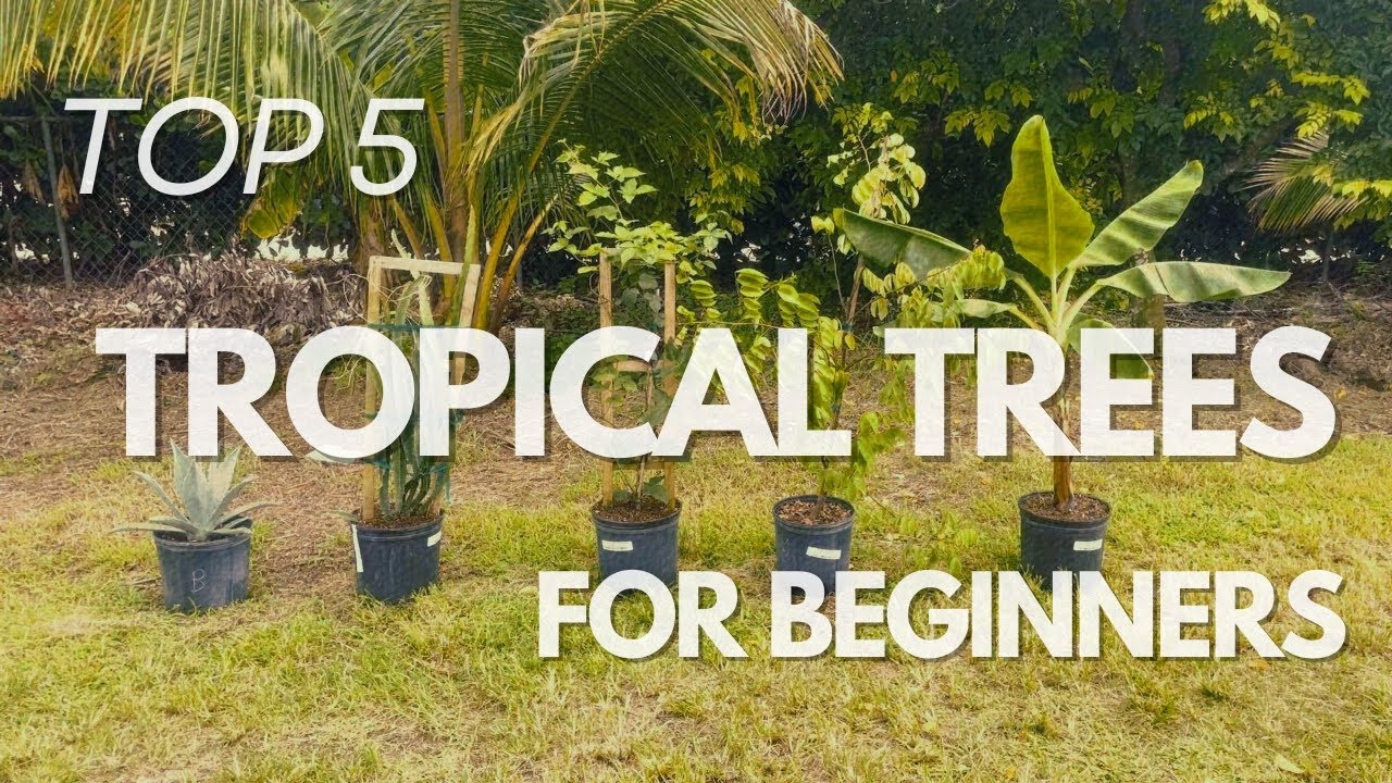 🌴 Discover the Top 5 Tropical Trees perfect for beginners!