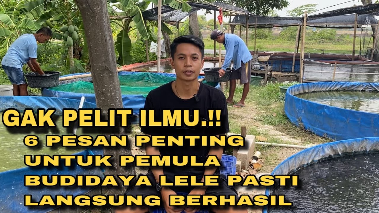 100% PEMULA BERHASIL BUDIDAYA LELE DENGAN CARA INI