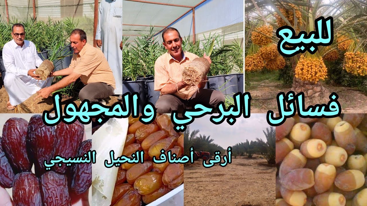 فسائل النخيل النسيجي البرحي والمجهول ومختلف الأصناف العالمي بشركة درة النخيل العراقية بأسعار مناسبة