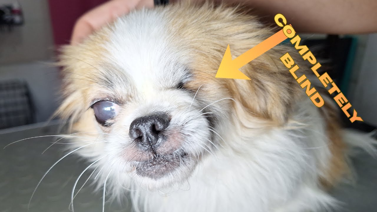 We Had To START OVER: Blind Dog's Rescue Went Wrong