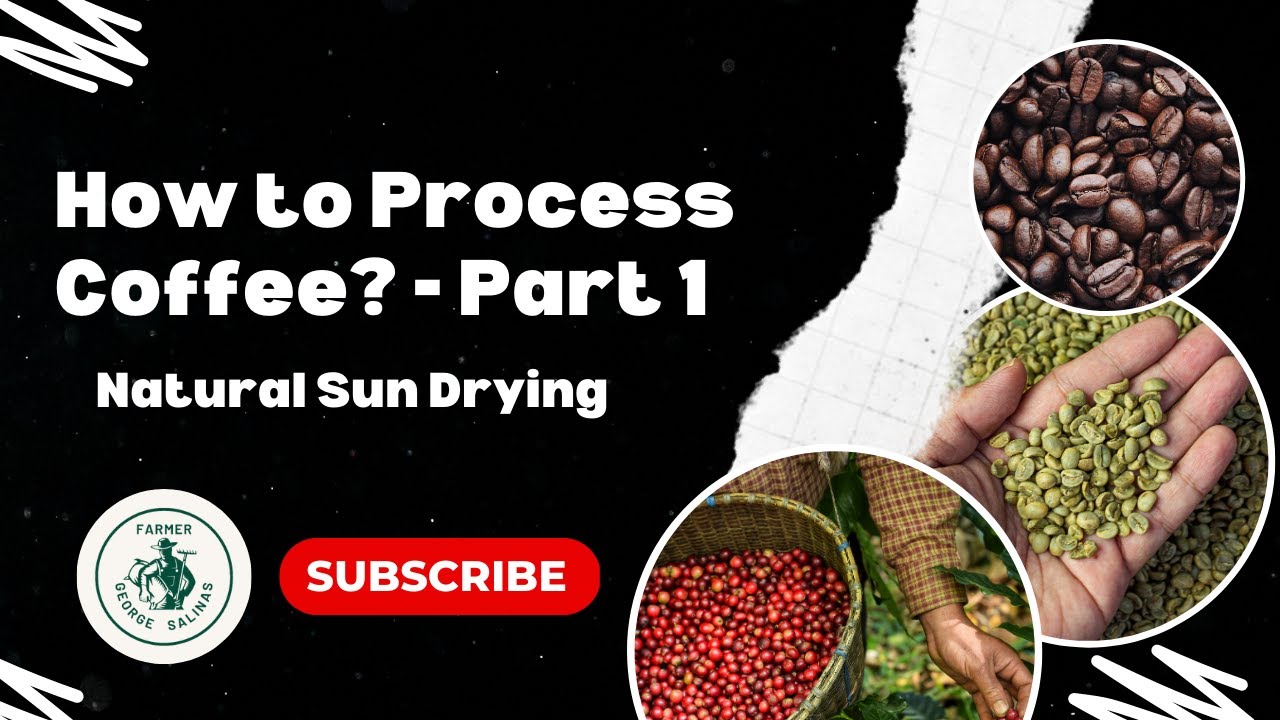 How to Process Coffee using Traditional Sun Drying method  - Part 1