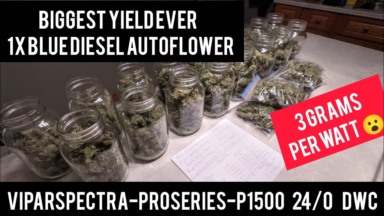 Biggest Autoflower Dry Weight Results | 3 Grams Per Watt | Viparspectra P1500 | Deep Water Culture