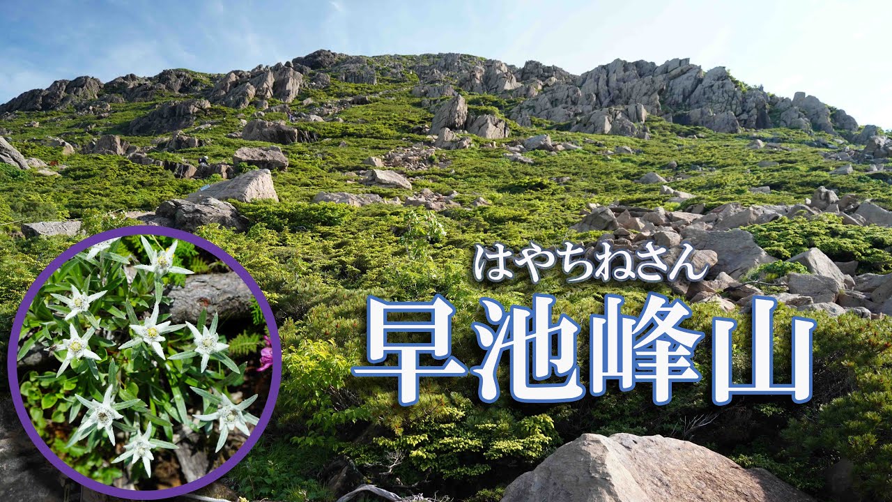 日本のエーデルワイスが咲く早池峰山へ！