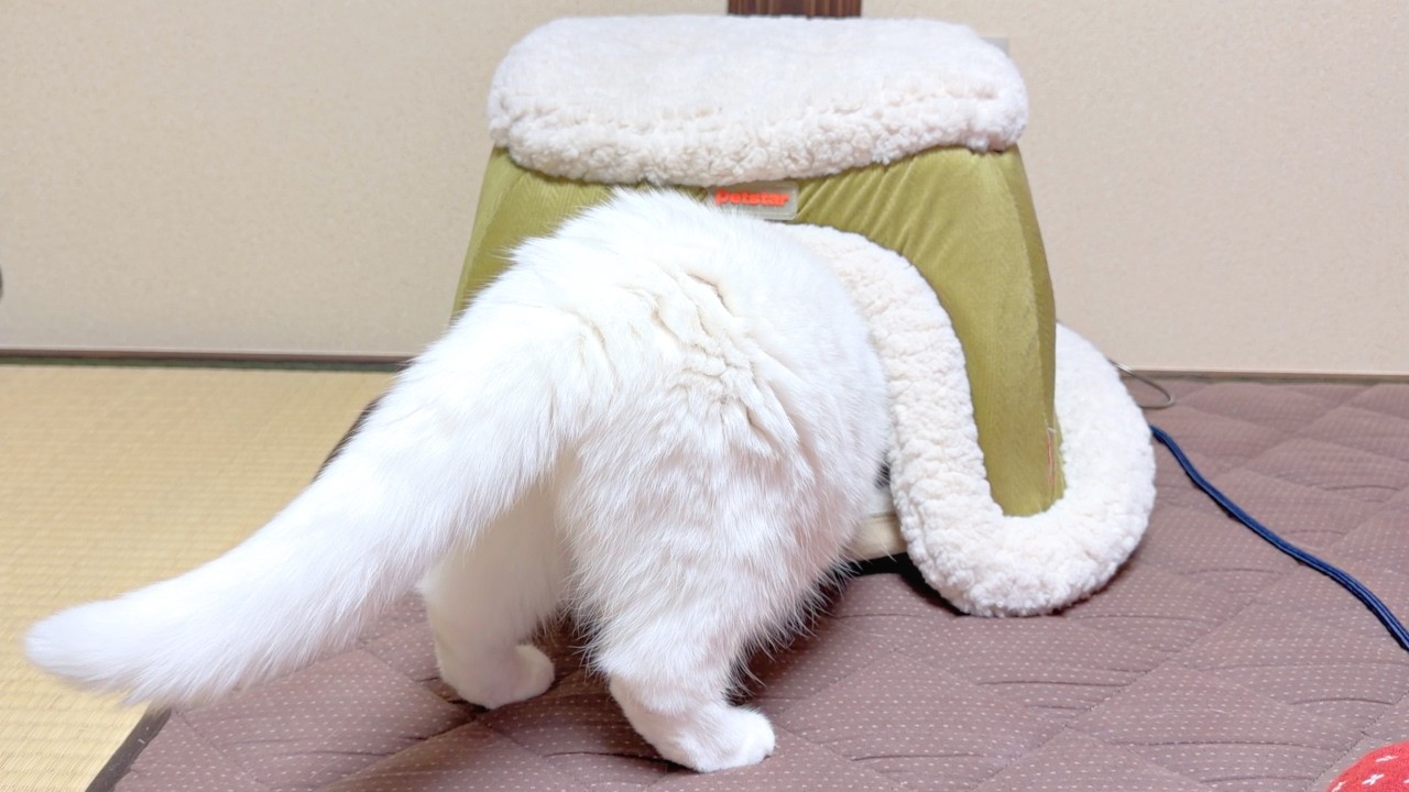 一人用こたつに２匹は無理があった…笑