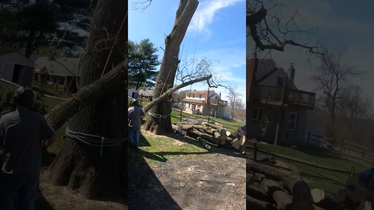 Tree Rigging. Professional Tree Climbers. 45ft Limb. 