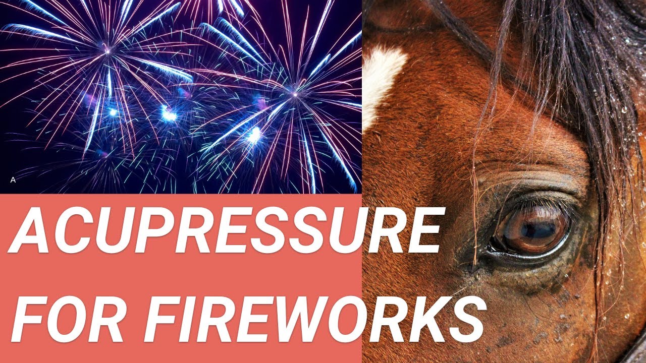 Is Your Horse Scared Of Loud Noises? Try This!